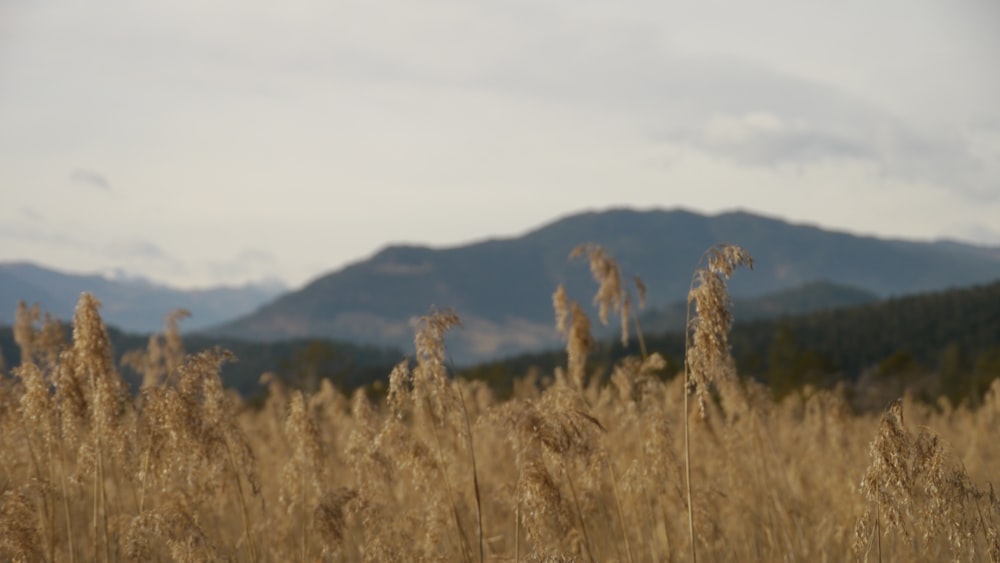 brown-leafed plants in front of mountain range