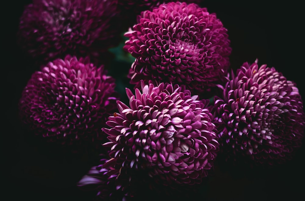 closeup photo of five pink pompom flowers