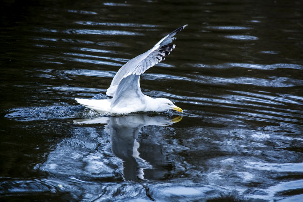 white seagull flying above body of water