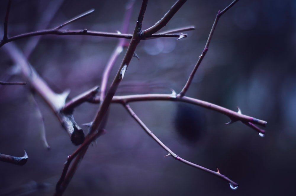 Photographie à mise au point peu profonde d’une branche d’arbre