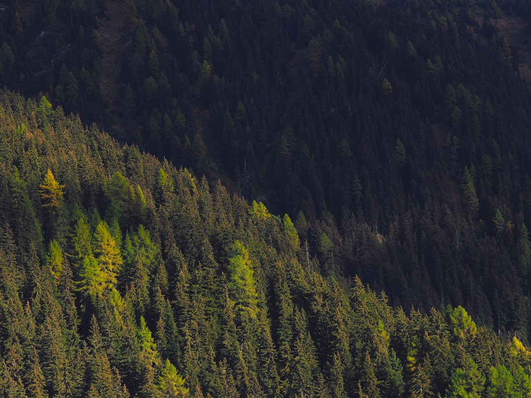 Tropical and subtropical coniferous forests photo spot Verbier Oeschinen Lake