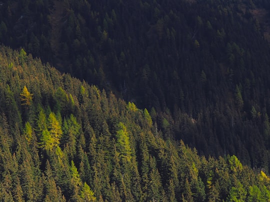 photo of Verbier Tropical and subtropical coniferous forests near Montbovon