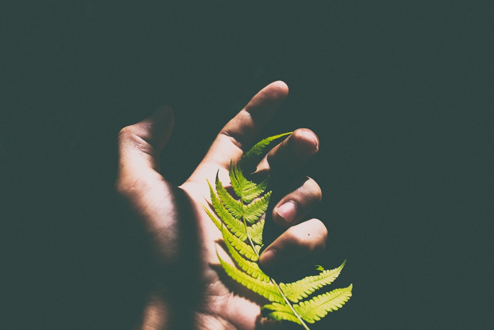 person holding green leaves