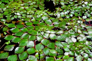 Rare aquarium plant variety with delicate leaves floating gently in a softly lit tank