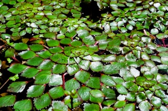 Rare aquarium plant variety with delicate leaves floating gently in a softly lit tank