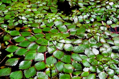 A vibrant field of azolla growing in water.