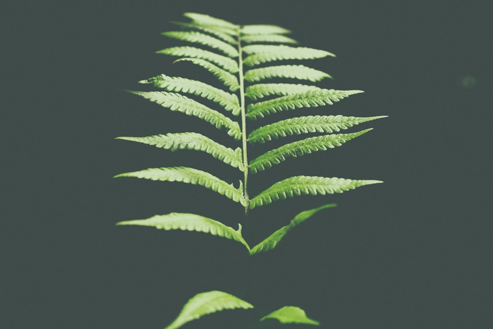 photo of fern leaf