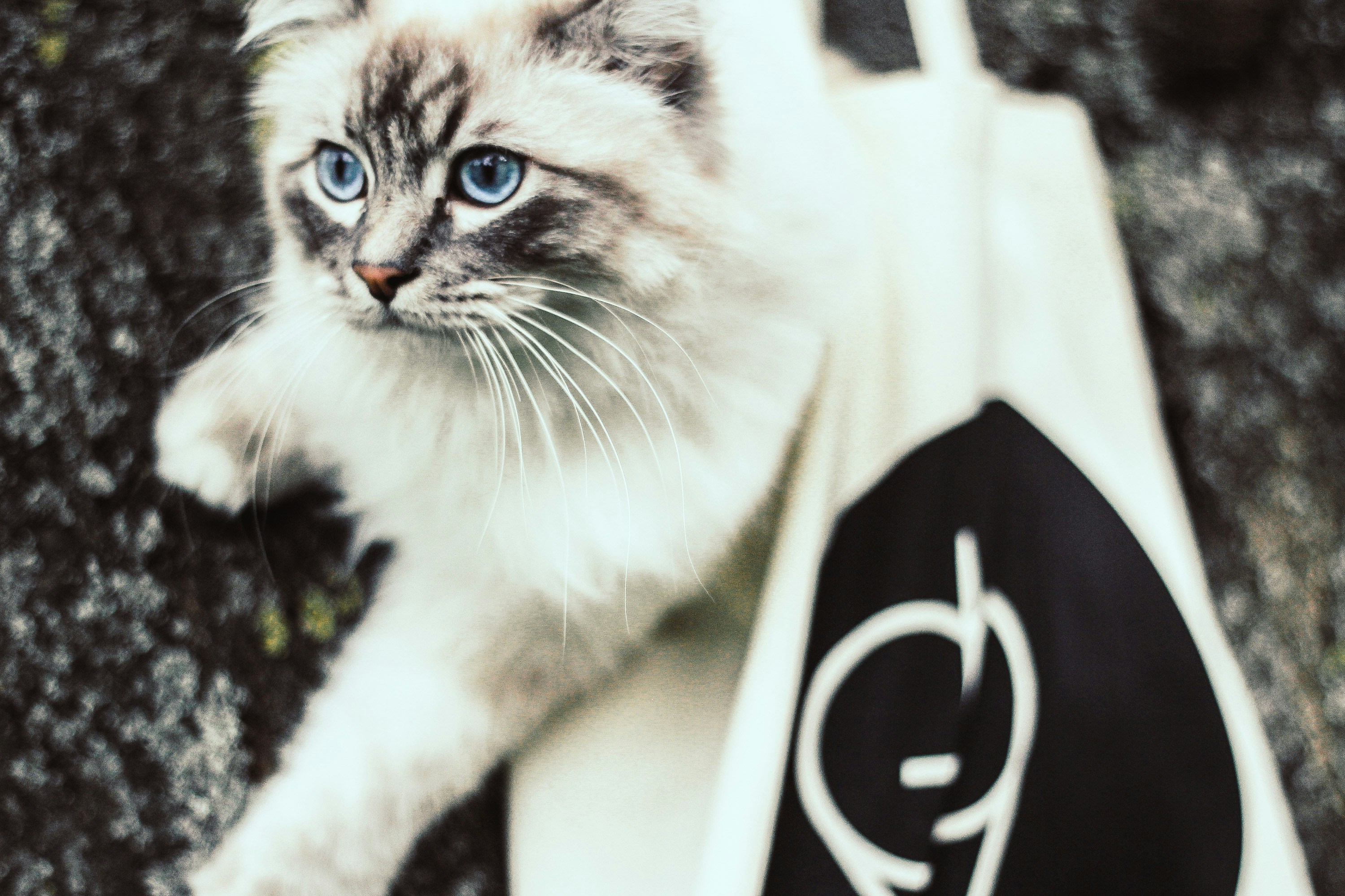 Free Unsplash photo from Alexander Redl