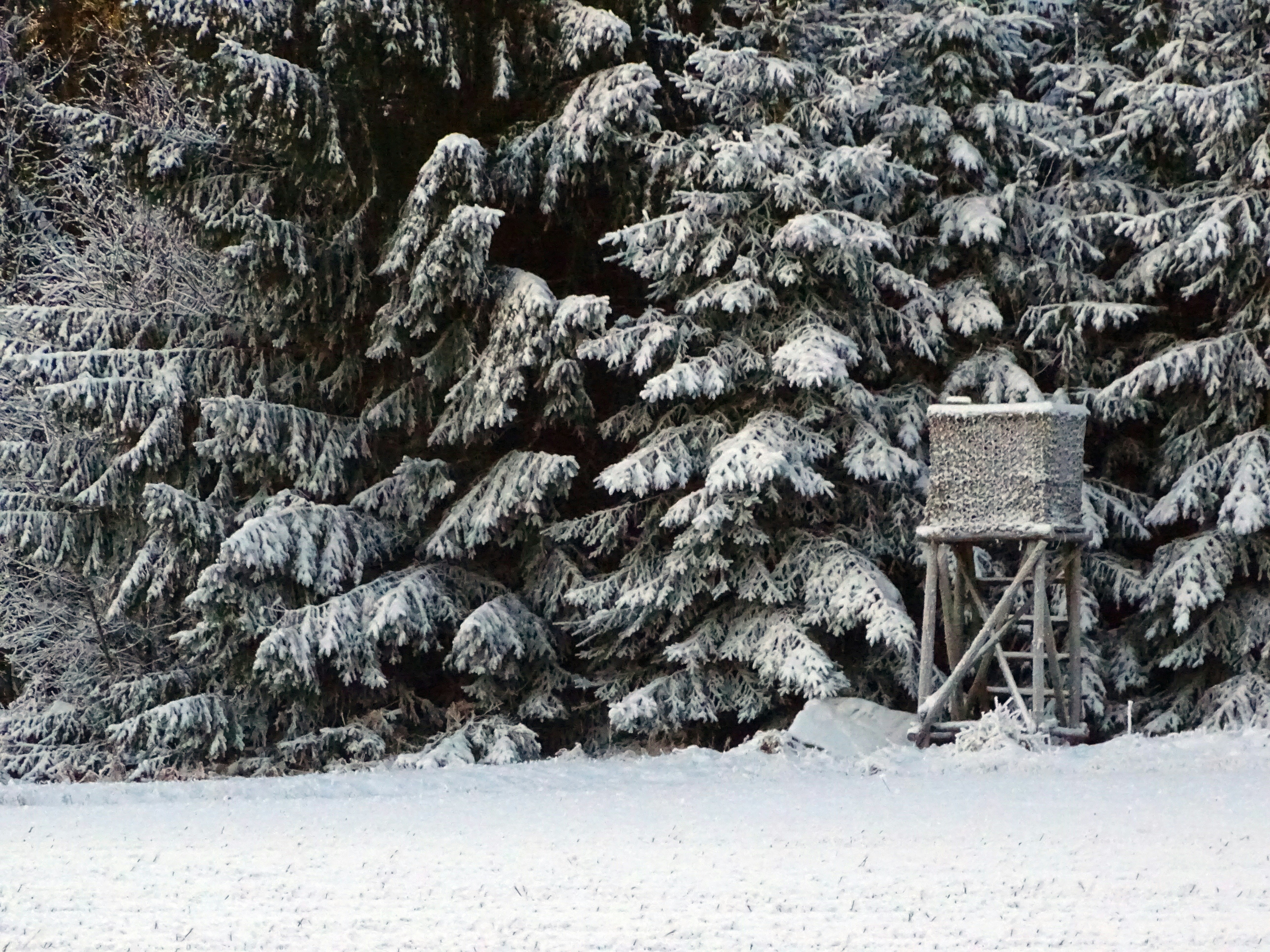 Free Unsplash photo from Susanne Senft