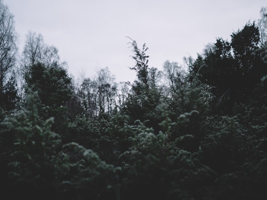 landscape photography of green trees under cloudy sky in Cairngorms National Park United Kingdom