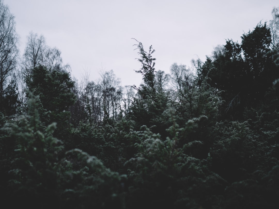 Forest photo spot Cairngorms National Park Fife