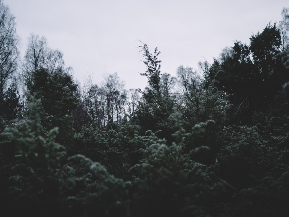 landscape photography of green trees under cloudy sky