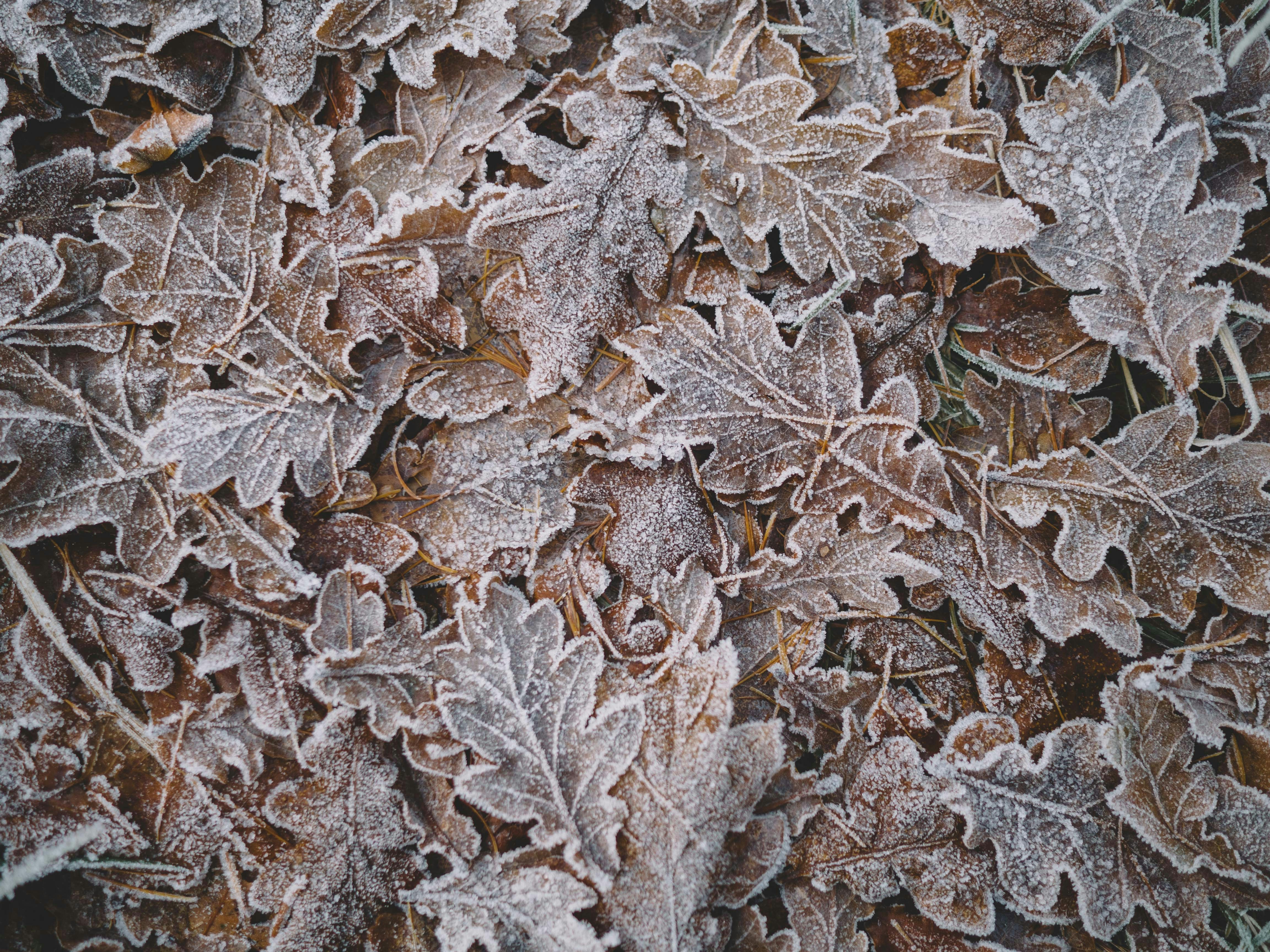 Pile Of Leaves