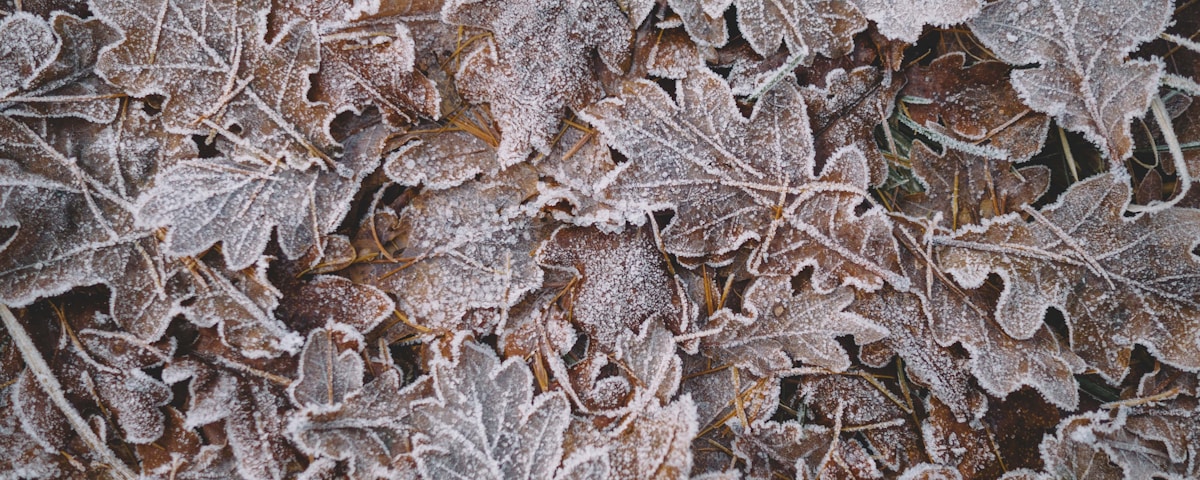 closeup photo of green leaves