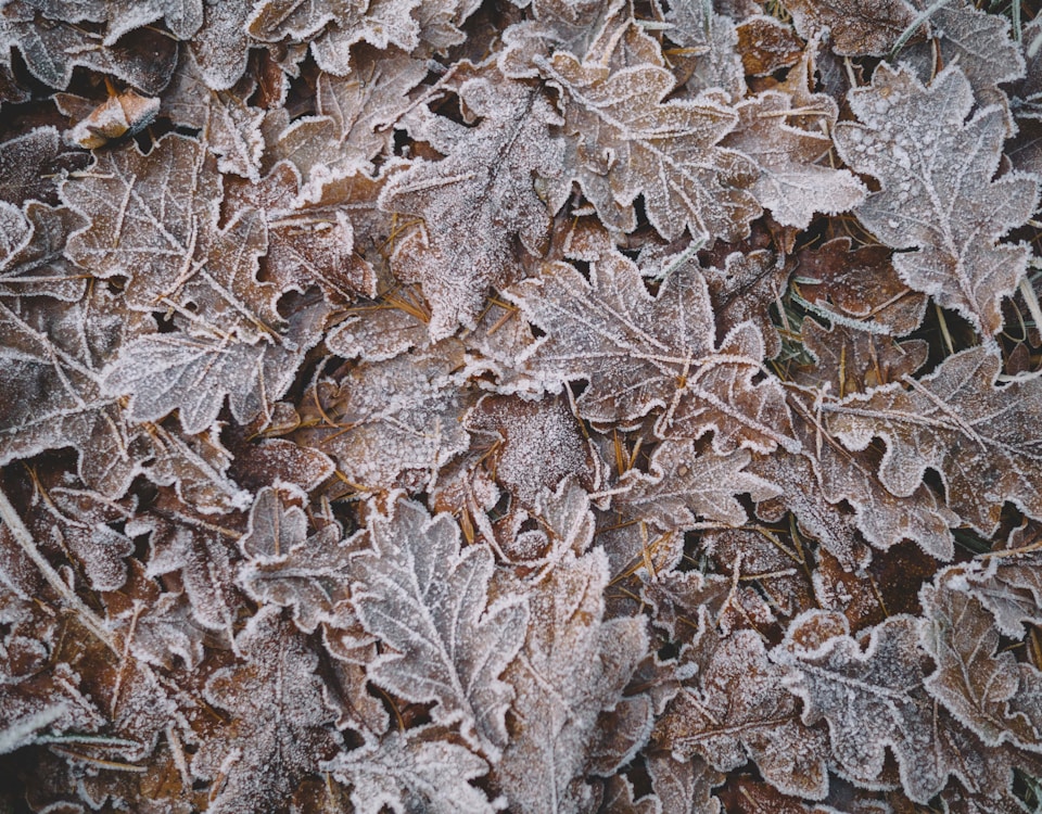 closeup photo of green leaves