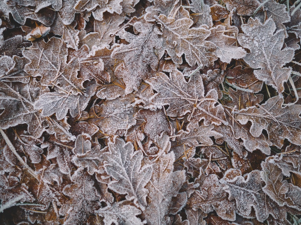 closeup photo of green leaves