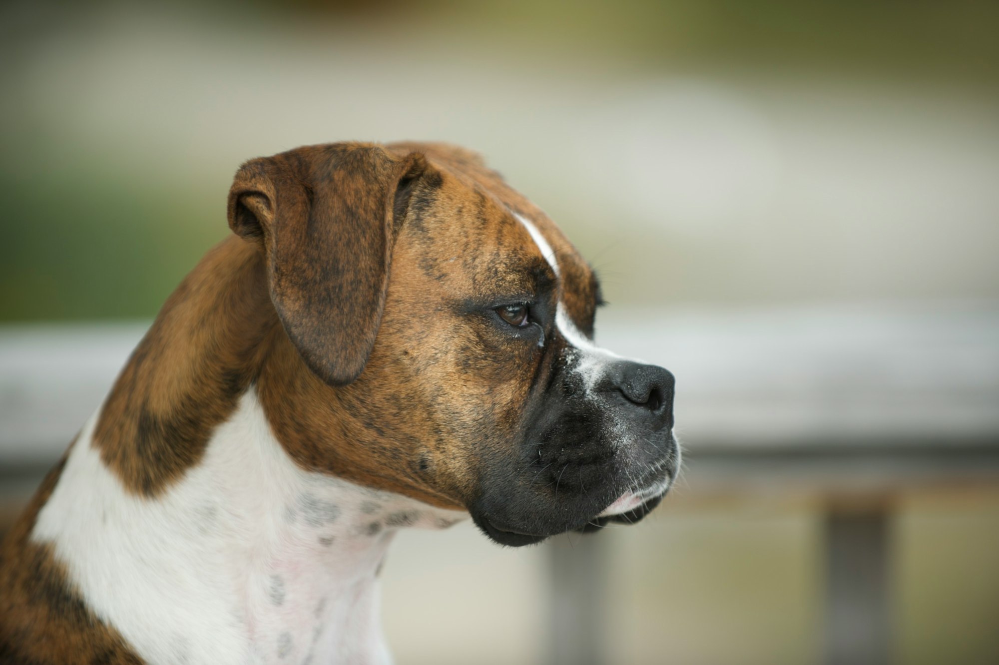 Miniature Boxers: The Perfect Blend of Size and Personality