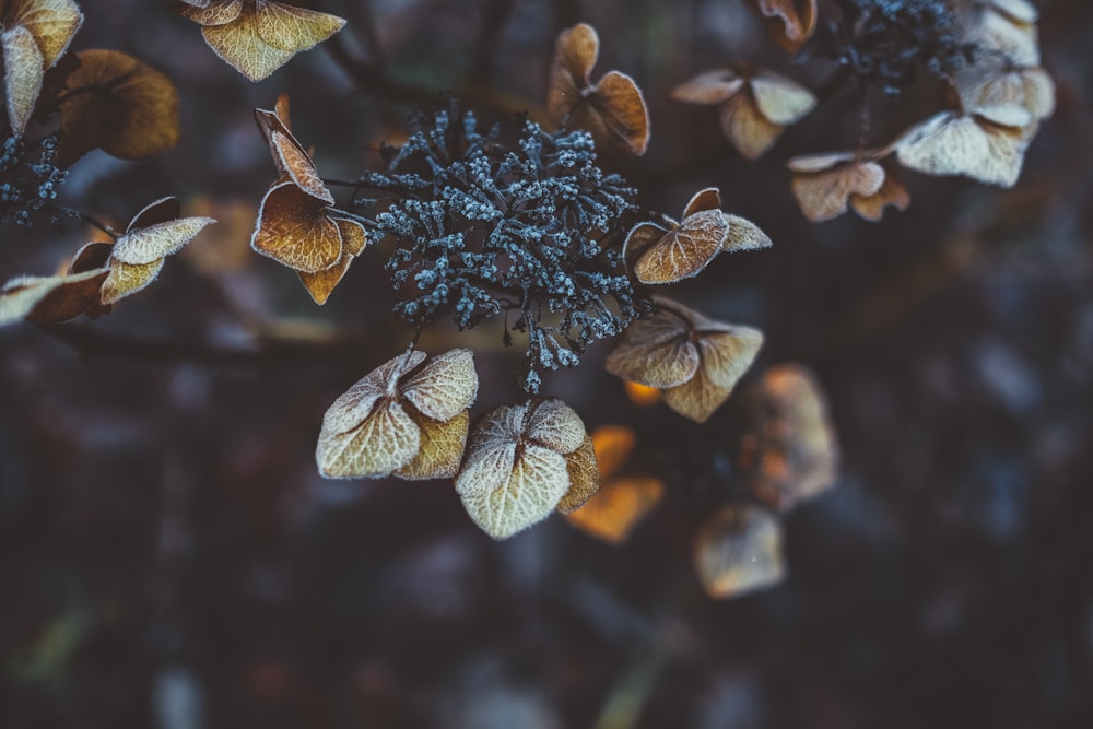 Fotografía de enfoque selectivo de planta de hoja marrón