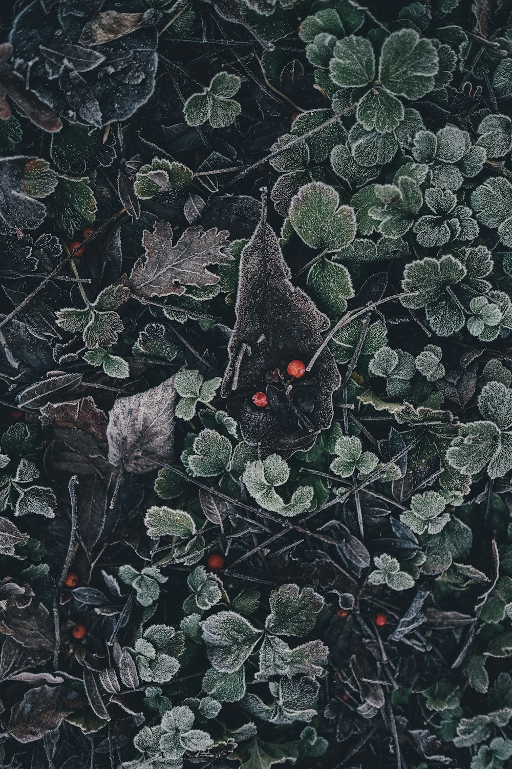 green and red berry plants portrait