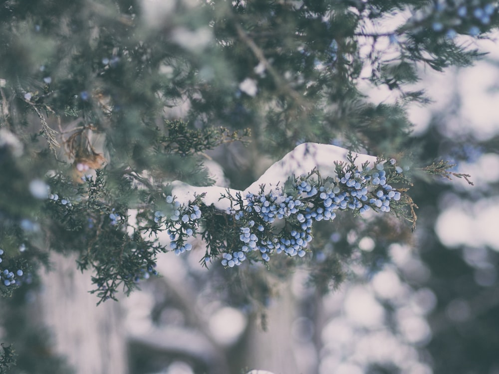 shallow focus photography of blue flowers with green leaves