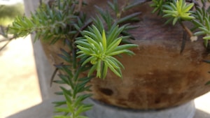 Suculenta Jade