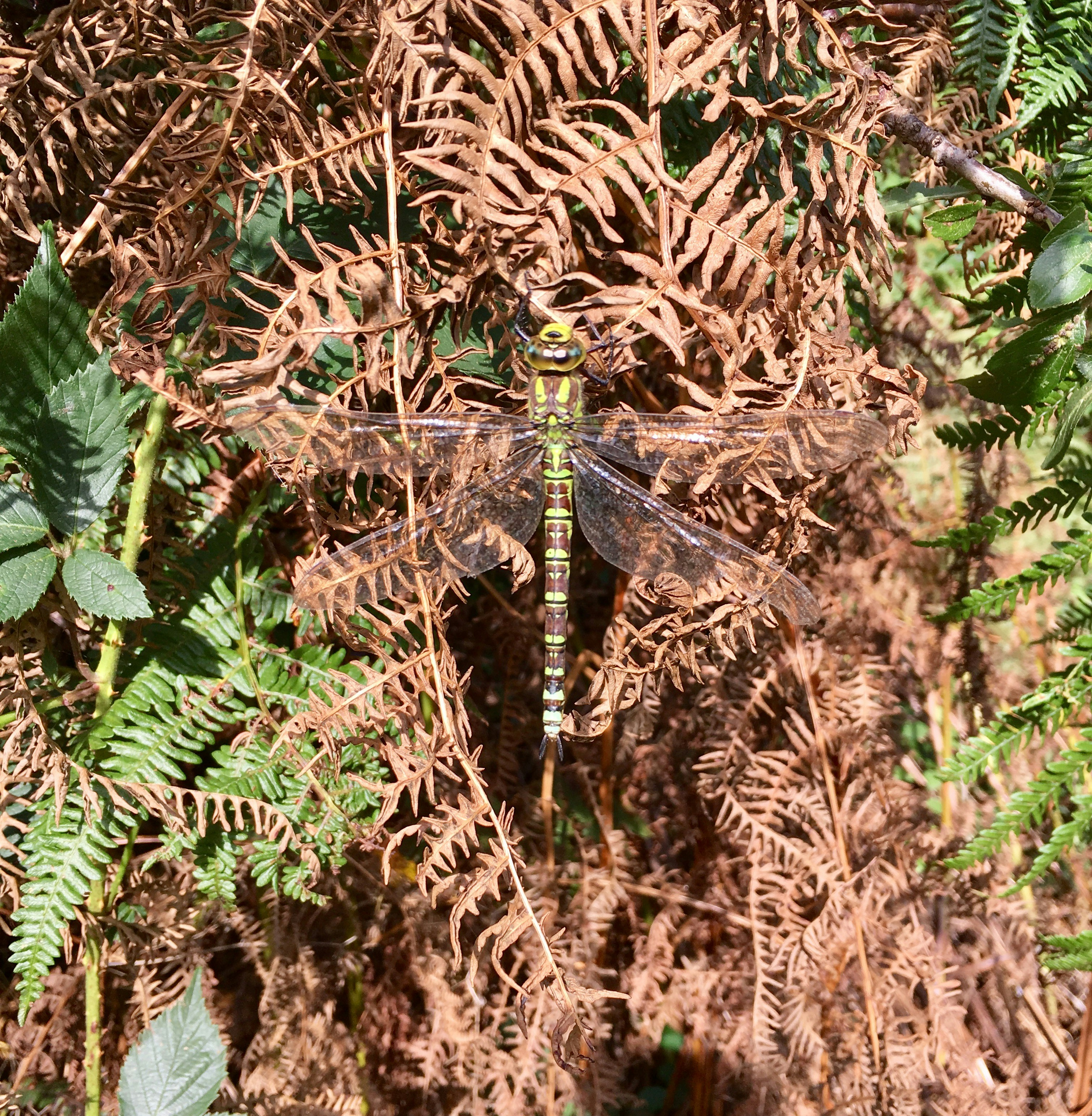 Free Unsplash photo from Jeannie  Morgan