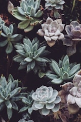 A collection of various succulent plants with rosette shapes and thick, fleshy leaves. The leaves exhibit a range of colors from green to shades of gray and purple. The plants are closely grouped together, creating a lush, textured appearance.