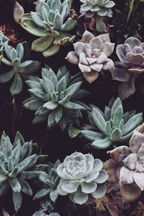 A collection of various succulent plants with rosette shapes and thick, fleshy leaves. The leaves exhibit a range of colors from green to shades of gray and purple. The plants are closely grouped together, creating a lush, textured appearance.