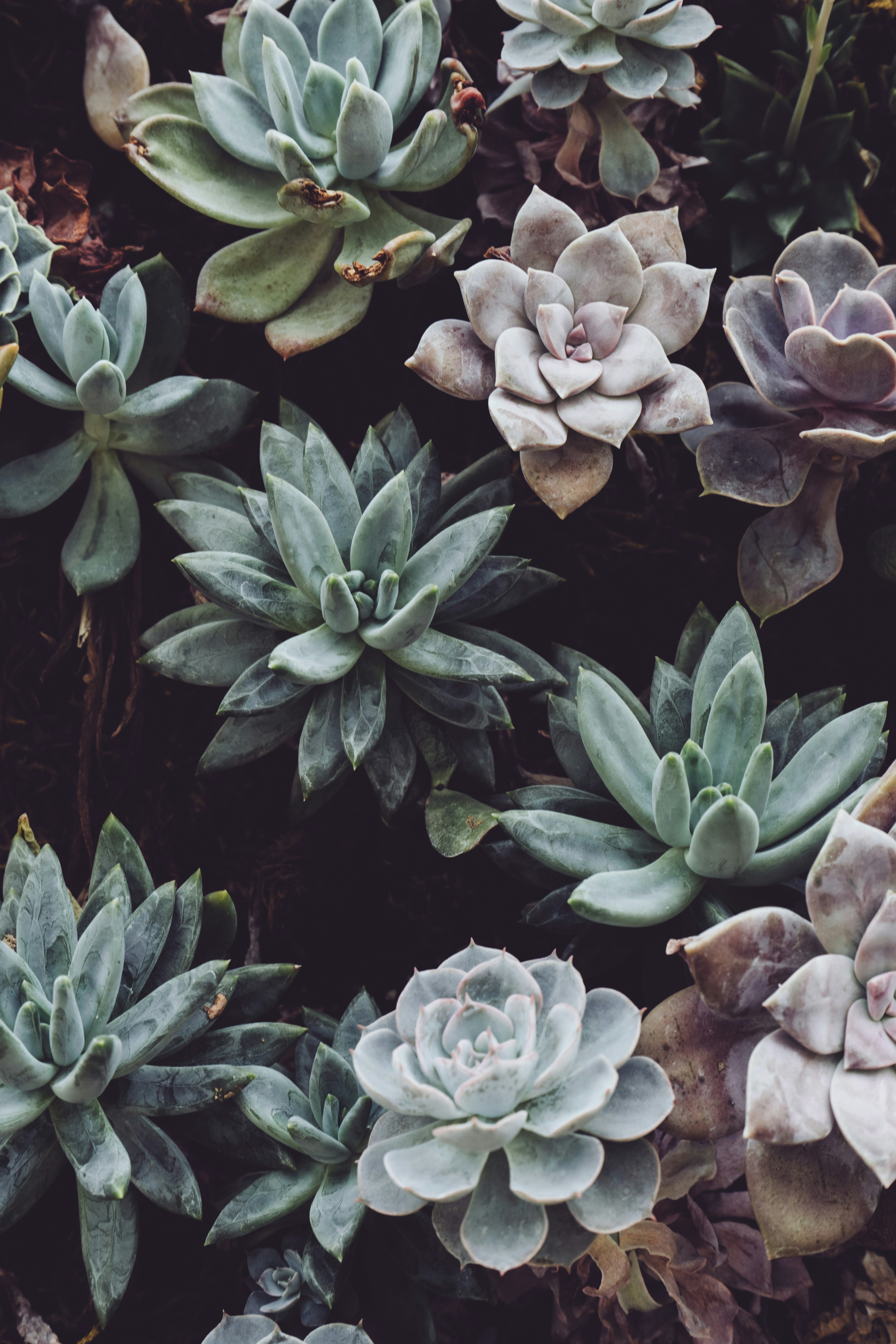 Can I Grow Succulents In A Bathroom?