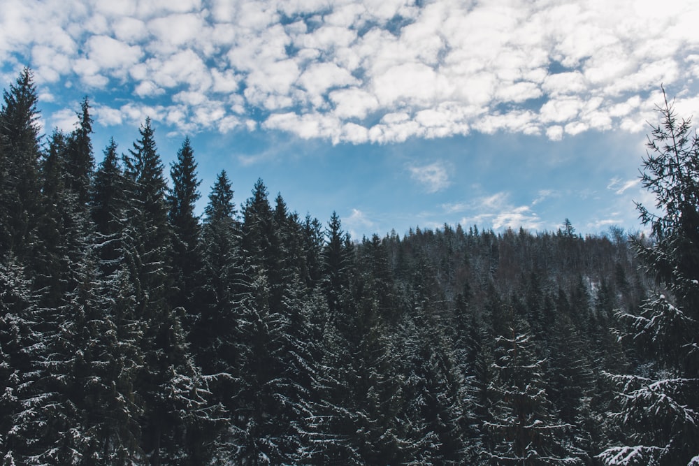 green pine trees under white cloudy sky at daytime