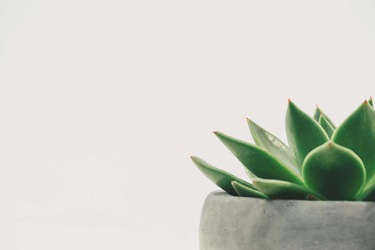Majani ya Kalanchoe