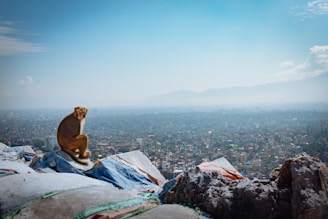 A vibrant illustration of a punk-styled monkey wearing headphones, sitting thoughtfully with a cityscape backdrop.