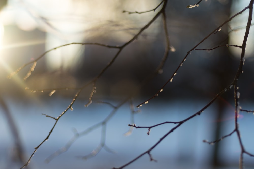 close-up photography of brown tree stem