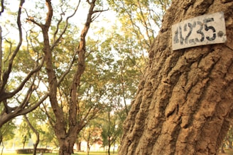 A close-up view of a tree trunk with a numbered metal plate attached, surrounded by a forested area with multiple trees and dappled sunlight filtering through the branches.