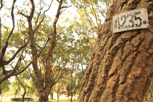 A close-up view of a tree trunk with a numbered metal plate attached, surrounded by a forested area with multiple trees and dappled sunlight filtering through the branches.