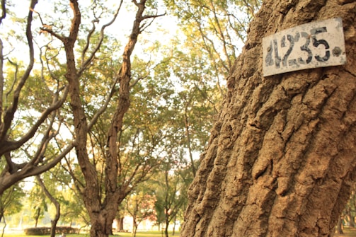 A close-up view of a tree trunk with a numbered metal plate attached, surrounded by a forested area with multiple trees and dappled sunlight filtering through the branches.