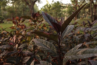Close-up of Ilex paraguariensis yerba mate leaves glistening with dew, set against a magenta forest backdrop