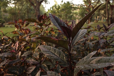 Close-up of Ilex paraguariensis yerba mate leaves glistening with dew, set against a magenta forest backdrop