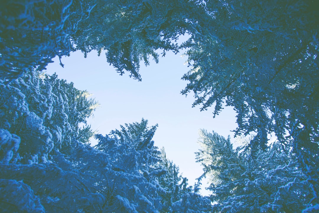 low angle photography of green trees at daytime