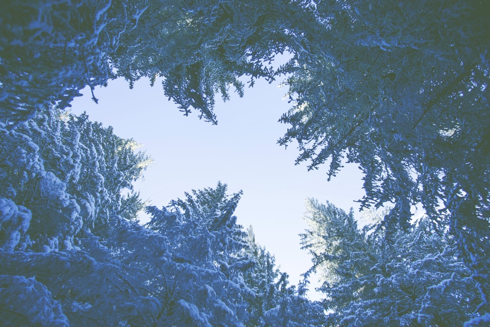 low angle photography of green trees at daytime