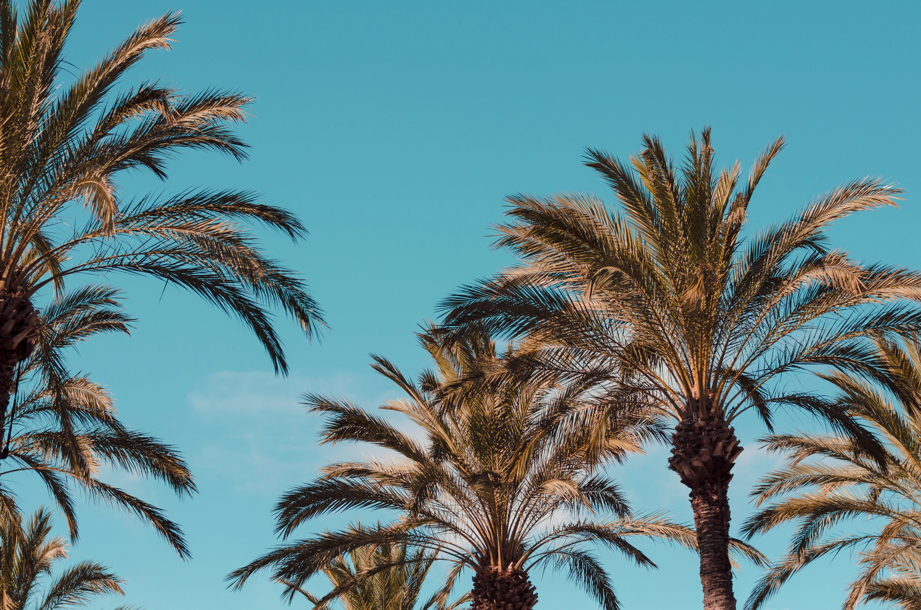Palm trees