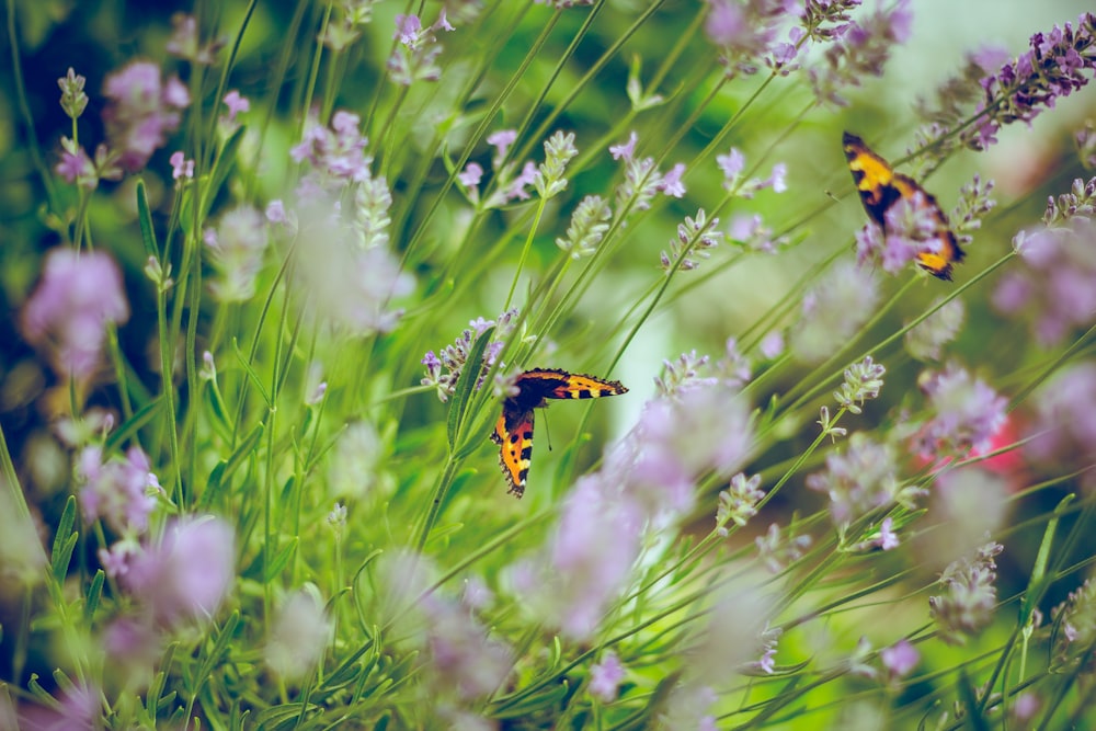 tilt shift photography of butterflies