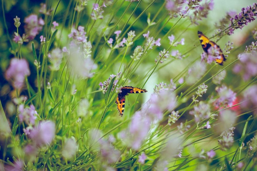 Garden Blur Pictures | Download Free Images on Unsplash