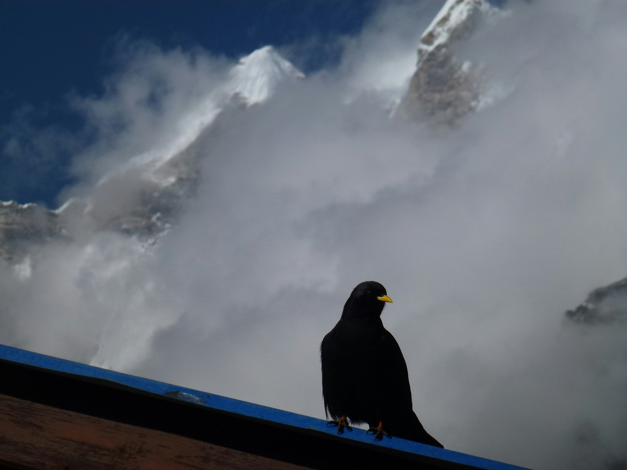 Free Unsplash photo from Oz Ben-David