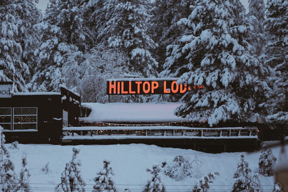 árvores cobertas de neve