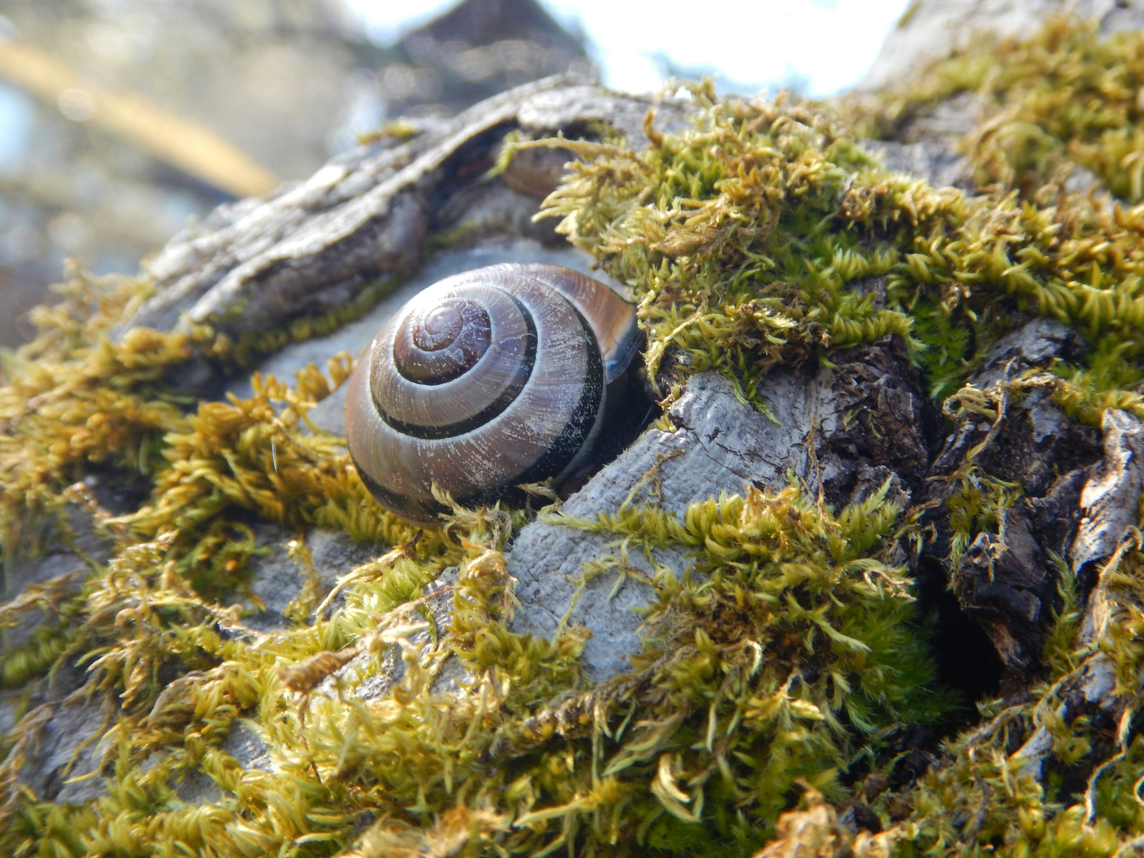 Free Unsplash photo from Nadia Noodle