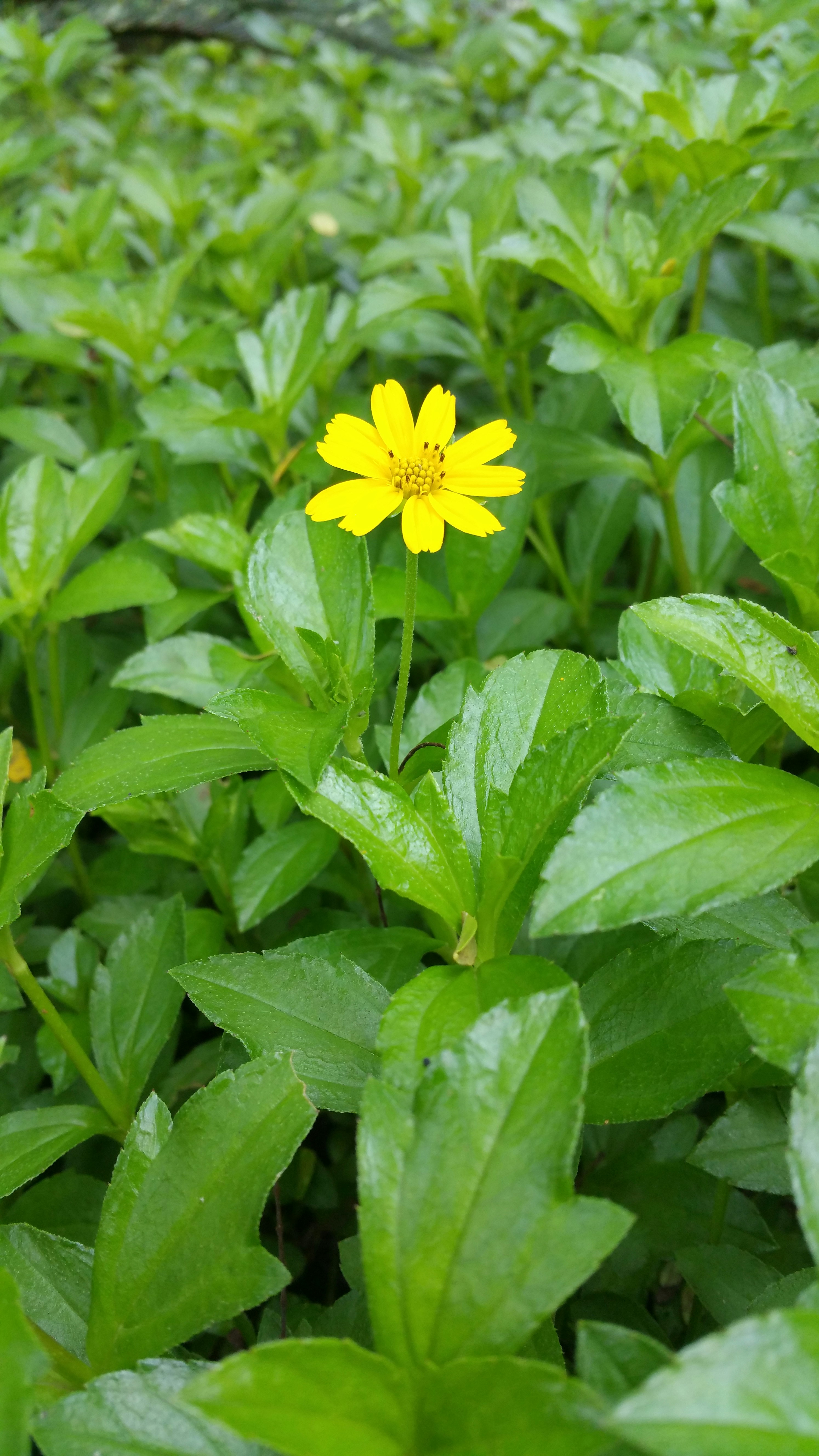 Free Unsplash photo from Debasish Gourav