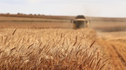 shallow focus photography of wheat field
