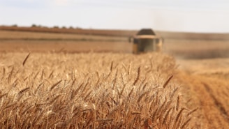 A vibrant farm scene showing farmers harvesting fresh grains under a bright sky.