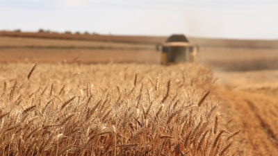 A wide shot of a combine harvester working in a golden wheat field under a clear sky.